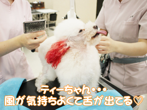 動物看護科のカラーリング実習♪